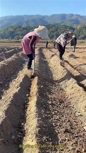 Ridge - making operations in farmland