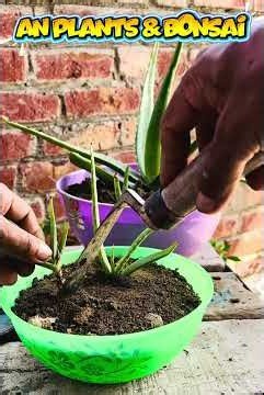 Aloe Vera Repotting 🌱 | Separate Pups & Grow a Healthier Plant | Step-by-Step Guide#fyp #foryou #