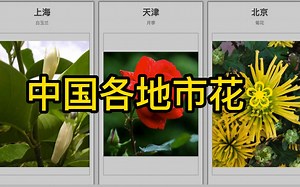 中国各地市花巡礼，哪一种花霸榜？