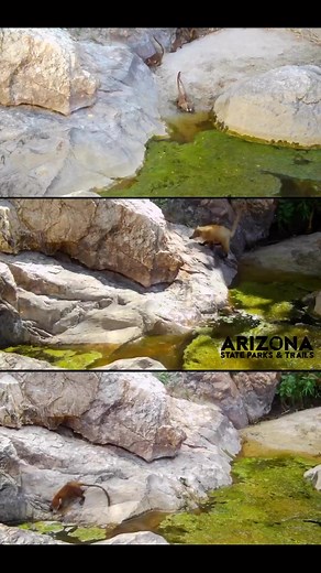 10K views · 206 reactions | Coatimundi Pool Party at...