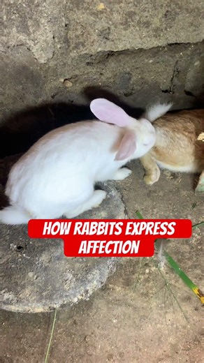 How rabbits express affection #shorts #viralshorts #rabbit #rabbitcare #affection