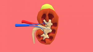 [Free] Kidney 3D Model Anatomy - Download Free 3D model by Novsred - Biology (@Novsred)