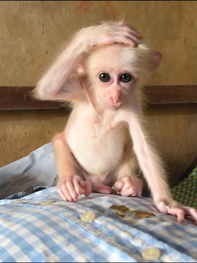 16K views · 267 reactions | Baby monkey Kabi was embarrassed after pooped on dad | Best Videos | Facebook
