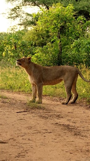 Watch an annoyed Lioness being taunted by the Baboons above her. #lion #naturelovers #wildlife #safari #lioness | Kruger Gone Wild Safaris