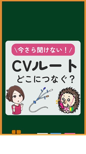 メディカルチャレンジ【ナースの応援団📣】 on Instagram: "@medical_challenge_ ←今すぐ使える看護知識はこちら✨ ちあき先生と新人ハリーくんの勉強部屋📚 本日一緒に学ぶ内容は 【ＣＶの目的と特徴・どこに繋ぐの？】です🔍 💡CVの主な目的は３つ！💡 ①高カロリー輸液を投与するため ②循環管理が必要なため ③末梢の血管確保が困難で血管ルートを確保するため 💡CVの挿入部位は💡 ①内頸静脈 ②鎖骨した静脈 ③大腿静脈 💡CVのトリプルルーメン・どこに何を繋ぐ？💡 ①ディスタル 高カロリー輸液などのメイン点滴、イントラリポスなどのドロドロした点滴 ②プロキシマル（近位） 循環動態に影響する薬剤（カテコラミン）など ③メディアル（中間位） 低流量の輸液や配合変化のおそれがある点滴 しっかり学んでから臨床にいこう！ ____________________________________ このアカウントでは ／ 🩺症状からアセスメントに繋げられない 🩺アセスメントに自信が無く報告が不安 🩺上手く記録が書けない 🩺検査値や身体所見が分からない