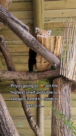 Red Panda Poop: Surprising Facts You Didn't Know