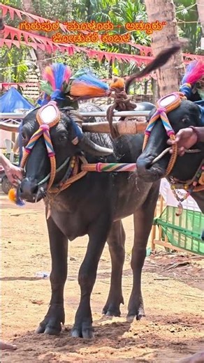 Gurupura Kambala ❤️❤️