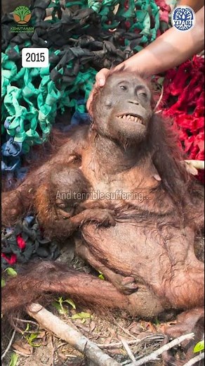 Hundreds of Orangutans Could Die This Year #orangutans #animals #elniño