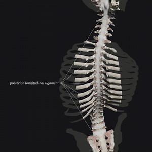 Explore and demonstrate the anatomy and biomechanics of the spine - visit https://www.anatomystandard.com/biomechanics-of-the-spine/ for more information about the application. Video captured from the application - Biomechanics of the Spine. #anatomystandard #biomechanics #spine #kinesiology #spinesurgery #spinemobility #spinesurgeon #neurosurgeon #neurosurgery #rehabilitation #3danatomy #medicineart #medicalillustration #humananatomy #anatomyart | Anatomy Standard