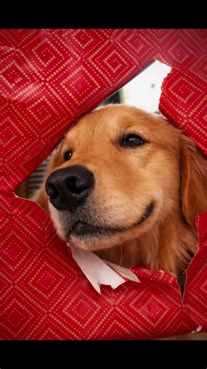 25.12.2025 Trend de Natal atrasada ❤️#goldenretriever #cachorro #golden #caes #natal