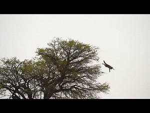 Dramatic African Wildcat Escape