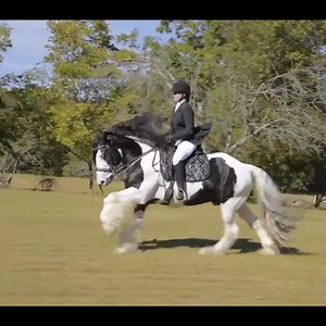 76K views · 4.8K reactions | Magnificent Gypsy Vanner Horses and the society furthering their advancement | Horse Vanner Club | Facebook