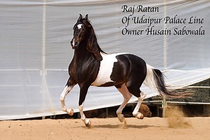 789K views · 10K reactions | Stallion Raj Ratan of Udaipur palace line owner Husain Sabuwala | Manu sharma photography | Facebook