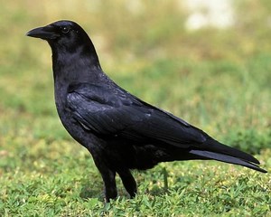 Fish crow - Alchetron, The Free Social Encyclopedia