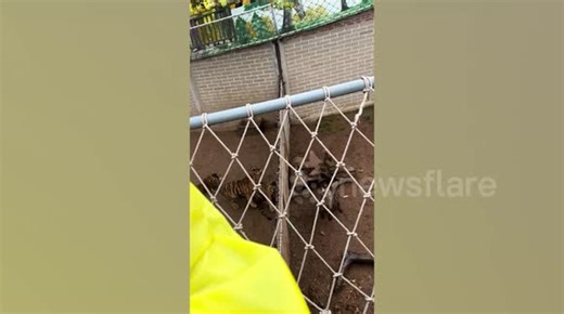 Escaped tiger mauls hyena in zoo bust-up before it bites back