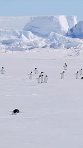 Steve! Adelie penguins waddling and tobogganing on sea ice.. #Penguin #USA #Canada #PenguinLovers #WildlifeExploration #NatureDocumentary #TravelNorthAmerica #AnimalPhotography #PenguinConservation #CanadianWildlife #AmericanWildlife #Instatravel #NatureLovers #EcoTourism #MarineLife #PolarAdventures #HappyPenguins #PenguinPlanet #ExploreCanada #ExploreUSA | Penguin Heaven