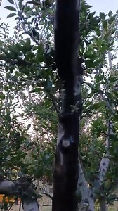 5.7K views · 24 reactions | What could be the possible reasons of this sap extrusion from apple tree... Experts are requested to give their valueable suggestions and proper management practices...to deal this problem. | HORTICULTURE UPDATES SHOPIAN | Facebook