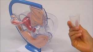 1.5M views · 39K reactions | Coletor menstrual 樂? Como é que funciona...