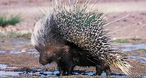 Cape porcupine - Alchetron, The Free Social Encyclopedia