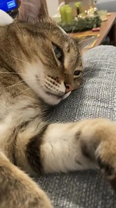 45K views · 4.5K reactions | Loud purring alert!  | Samy & Mury | Facebook