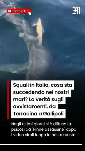 Squali in Italia, cosa sta succedendo? La verità sugli avvistamenti, da Terracina a Gallipoli