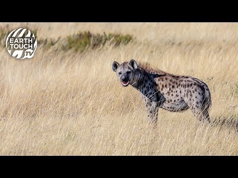 Hyena eats entire antelope hoof