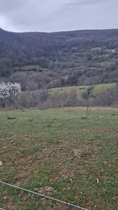 652K views · 1.5K reactions | Se pregătește de plecare. Mikey ne dă de furcă de câteva zile, a găsit o modalitate de evadare' și merge la curtat bivolițe.  | Bivolii din Țara de Piatră | Facebook