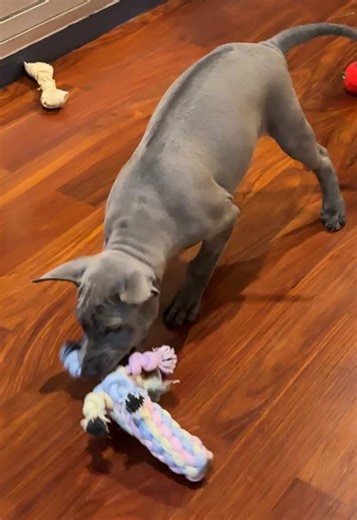 Thairidgeback on TikTok
