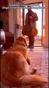 Soldiers Coming Home — Dogs’ First Reactions Compilation