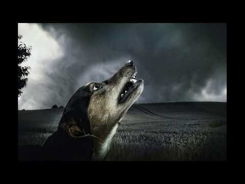 Γάβγισμα σκυλιών - Dogs barking 1