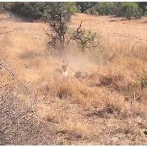 It's a difficult chore to have to hunt out here in the wild but wait for it… There! Sometimes, the odds can be in your favour. | Kenya Wildlife Service