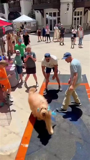Highest jumping dog in the world? #goldendoodle #k9training #dogdad