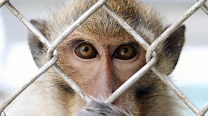 Meet the Florida Monkeys Testing Your Medicine