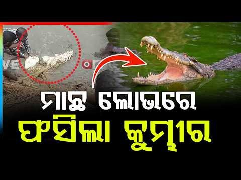 ମାଛ ଜାଲରେ କୁମ୍ଭୀର | Crocodile Trapped in Fishing Net While Hunting Fish | Odisha News | Argus News