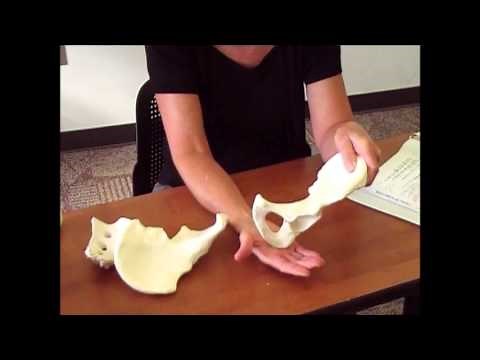 Appendicular Skeleton 3