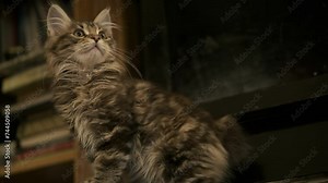 Cinematic funny small beautiful kitten on the piano keys. Antique piano, vintage. Close up kitten feet , 4k. music and cat