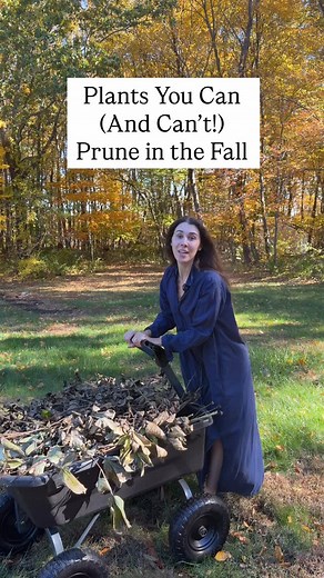 Get your garden ready for spring with fall pruning! Pruning in autumn promotes healthy growth, shapes plants, and prevents winter damage……on the plants that you CAN prune. Short List of Plants You Can Prune in the Fall: peonies, daylilies, irises, ornamental grasses, lavender. No pruning allowed for hydrangeas; roses, and evergreens! Have a plant that I didn’t name? Comment and I’ll tell you if you can prune in the fall! #gardening #fallcleanup #fallpruning #plantpruning #gardening101 | Blueacre