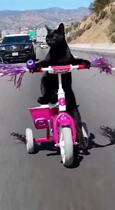 668K views · 12K reactions | Uh Oh! Shadow's at it again! Can you believe that?! 藍 | Pidgey, Teddy, & Shadow - The Royal Mewligans | Facebook