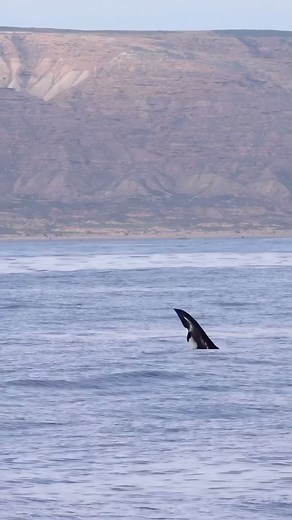 The Northern Right Whale dolphin✨🐬🫶🏻 See more cetaceans with @pacificoffshore 🙏🩵🐬🐼🐳 🎥 @lawofthelandnsea 🐳 @pacificoffshore #dolphins #northenrightwhaledolphin #wildlifephotography #whalewatching #dolphinwatching #southerncalifornia | Champions for Cetaceans