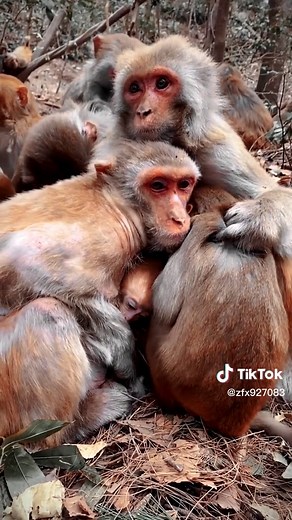 If you leave the team, you will be injured and cold 🐒🐒🐒🐒 #monkeytiktok #poormonkey #fyp #foryou #monkey #monkeyplaying #cute