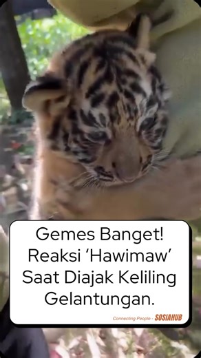 SUKAFILM™ on Instagram: "Tak pernah ucap hellow ku melambai : st_tarots Masih banyak info update, seru dan menarik lainnya. Sudah follow @sosiahub ? Follow sekarang jg ✅"