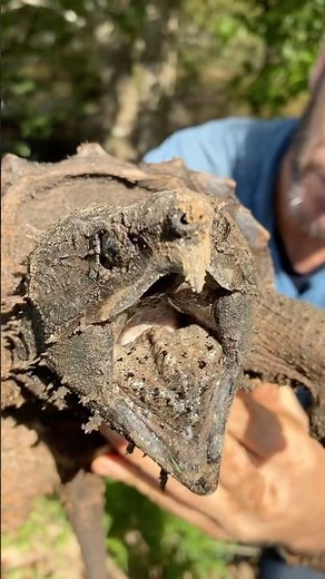 Alligator Snapping Turtle has foot injury! Amazing healing ability! #turtles