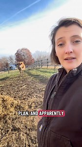 We did a pregnancy test yesterday — and now that we know she’s pregnant, a lot of people assume everything changes overnight. In reality, most things stay the same. Pregnancy in a cow isn’t about panic feeding, drastic changes, or doing “all the things.” It’s about steady care, balanced nutrition, proper minerals, and letting her body do what it’s designed to do. In this video, I share what we are changing, what we’re not changing yet, and why doing less is often better for a healthy pregnancy a