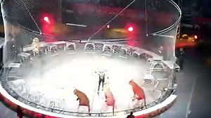 Tiger in circus Show