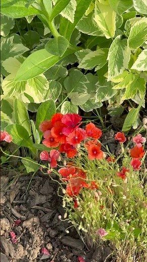 🌺Pretty red corn poppy flowers grown from seeds in full bloom🌺