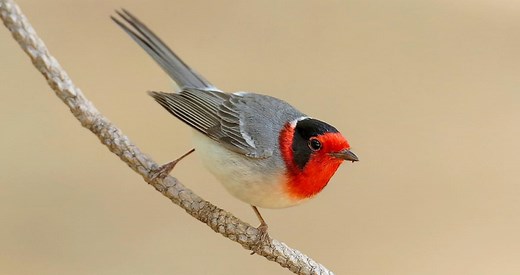 Red-faced Warbler Identification, All About Birds, Cornell Lab of Ornithology