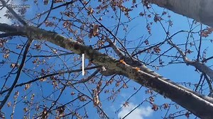 #Scale #Pests attack on #cherry #plants. #Management | Plants Health