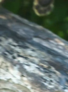 101 reactions | Explore the Fascinating Realm of Wild Animals and Wildlife in their Natural Environment for your Appreciation シ bitos48 #wildanimals #animalworld #wildlife #watch #foryouシ #bitos48 | Christian Chisimdiri | Facebook