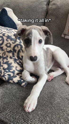 No animals were harmed in the making of this TikTok, but one was educated… and handsomely rewarded for his time with playtime and chicken treats 😄 #onedirection #1d #directioner #puppy #dog