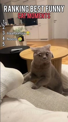 Top 5 Funniest Cat Moments Ever 😂🐱 | Cute & Crazy Cats Compilation#funnycat #funny #viral #comady